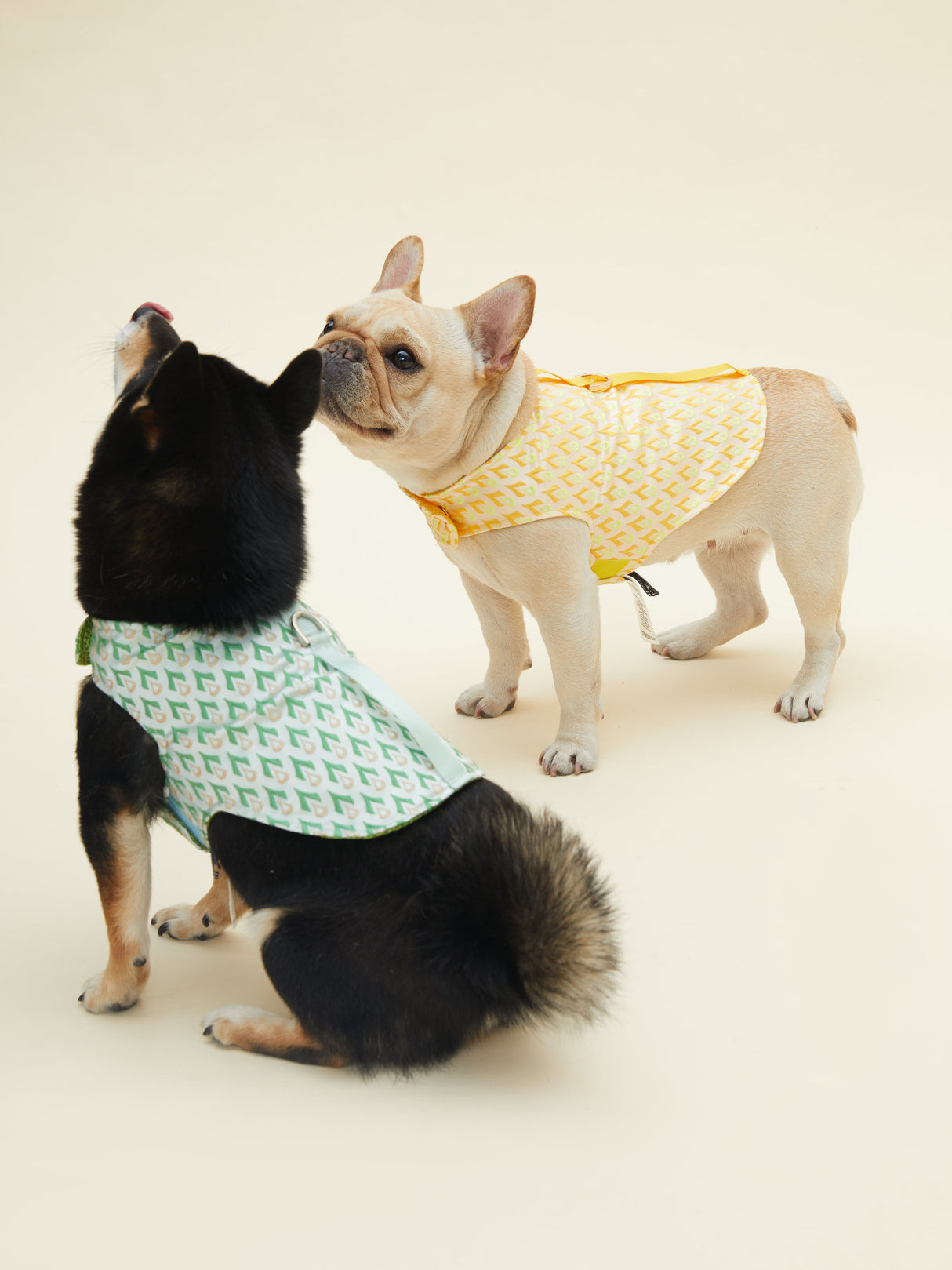 SIGNATURE HARNESS (ORANGE)