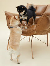 ELITE COLLAR (BLACK)