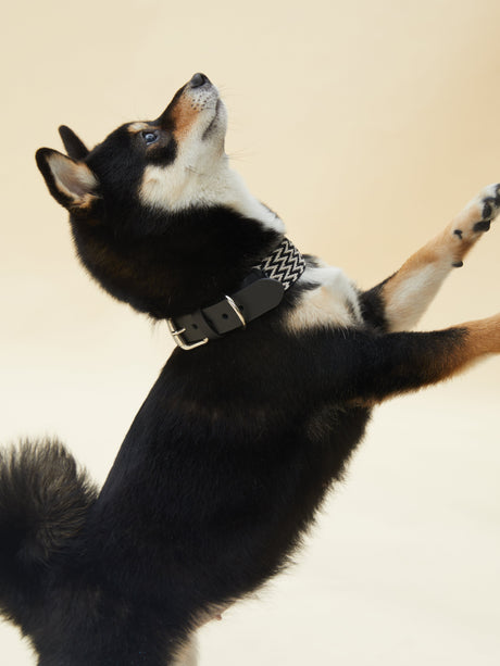 ELITE COLLAR (BLACK) | Stylish Pet Accessory