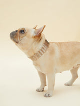 ELITE COLLAR (TAN) | Stylish Pet Accessory